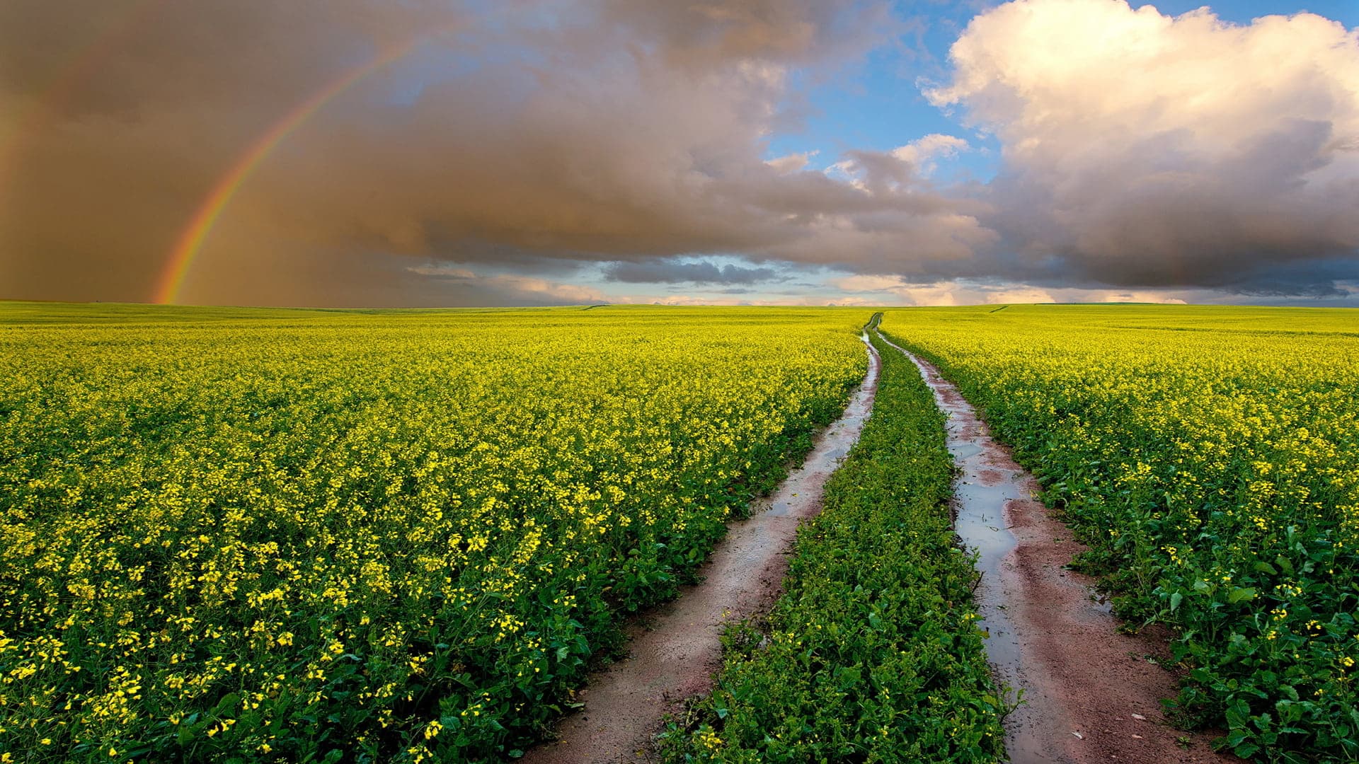 PREMIUM PAKISTANI CANOLA GRAIN