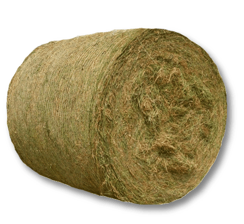 RHODE GRASS