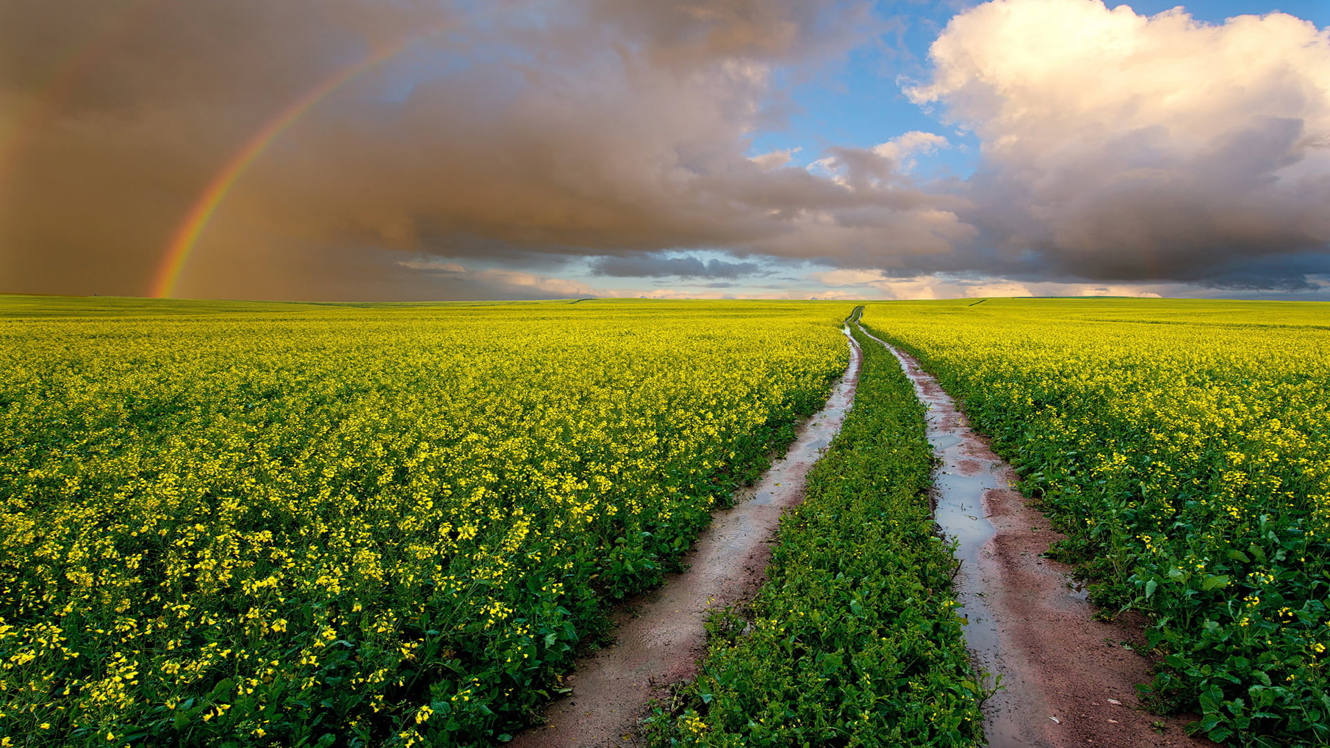 CANOLA GRAIN