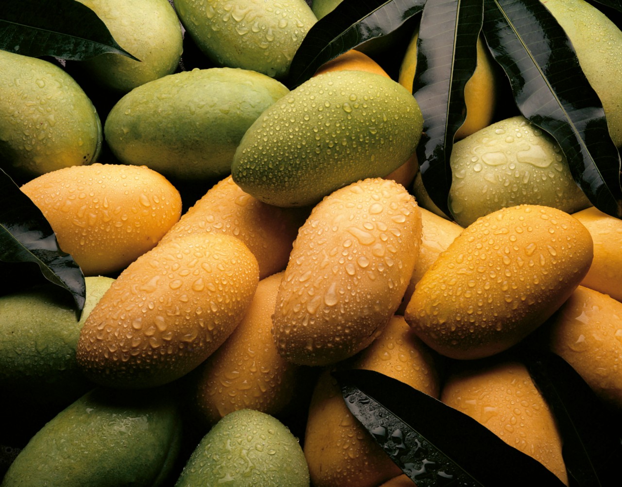 MANGO
