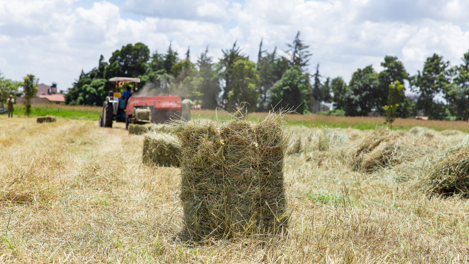 RHODE GRASS