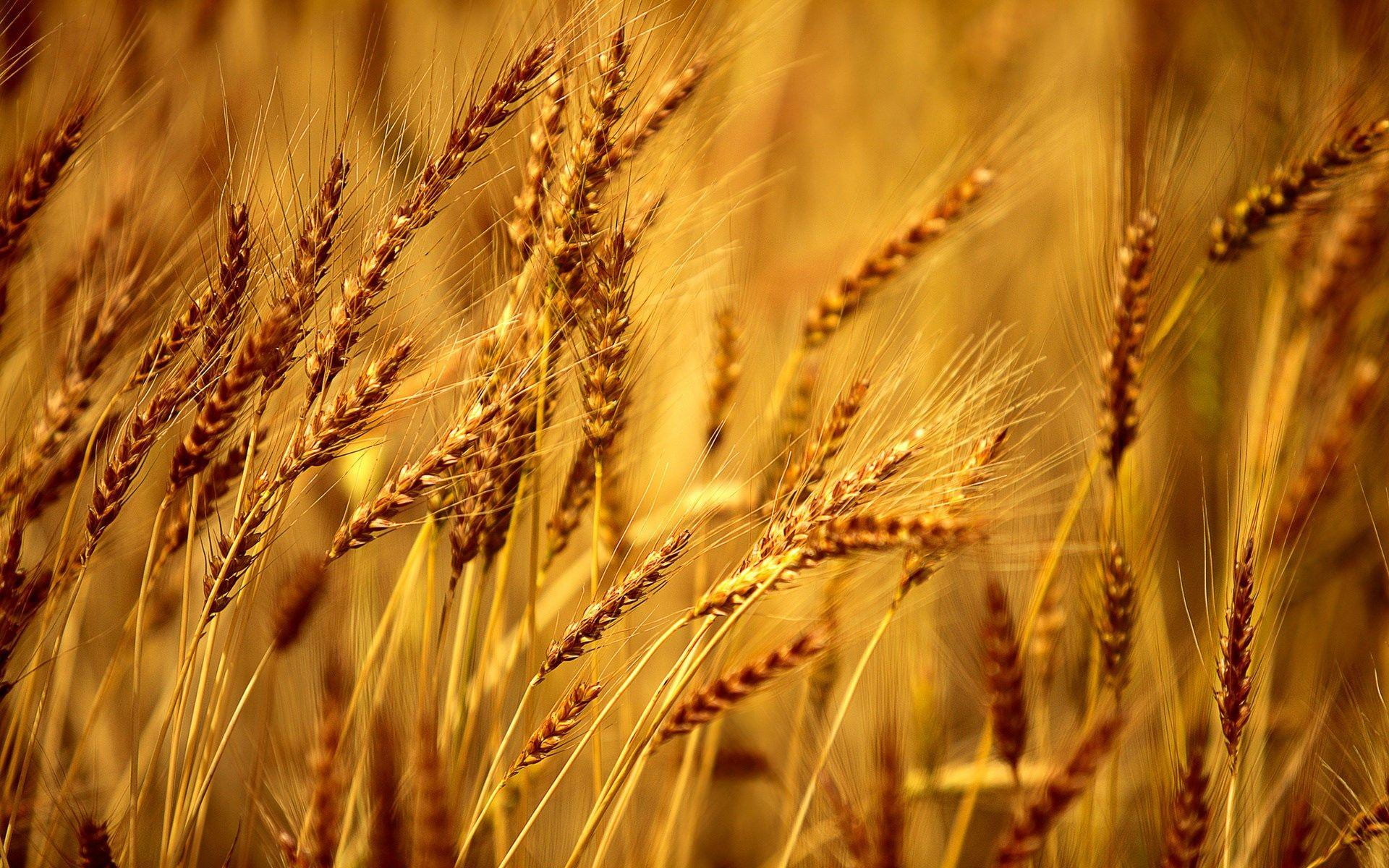 WHEAT