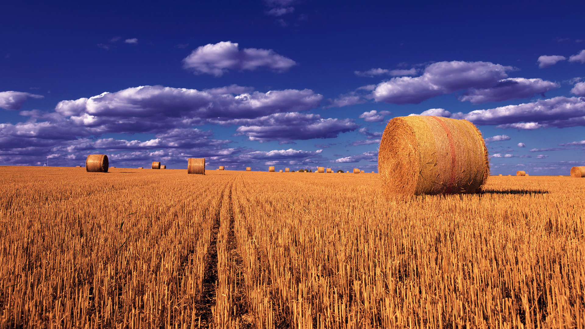 WHEAT STRAW